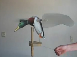 The Pull String Duck Decoy